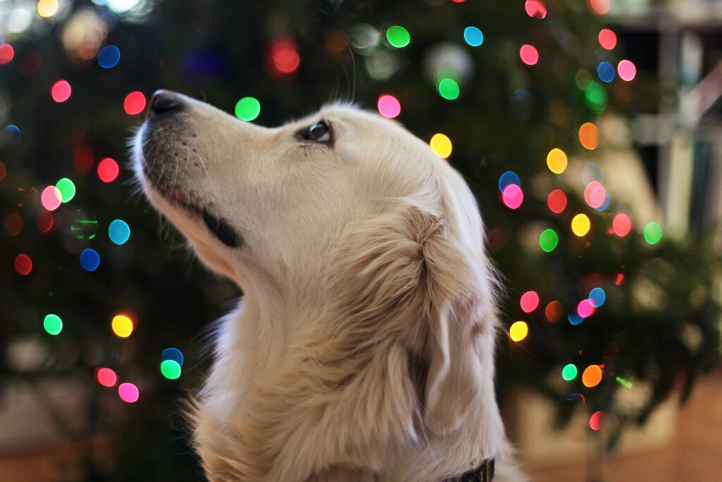 Dog