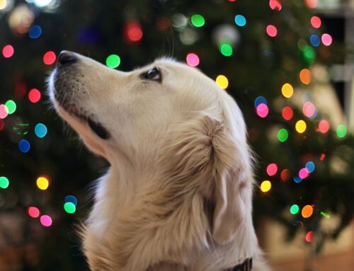 Holiday Dog Boarding: 5 Expert Tips to Limit Holiday Stress for Your Dog