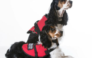Two Cocker Spaniels with service animal vests on
