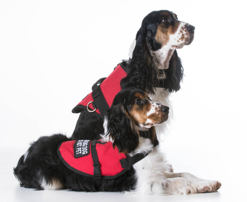Two Cocker Spaniels with service animal vests on