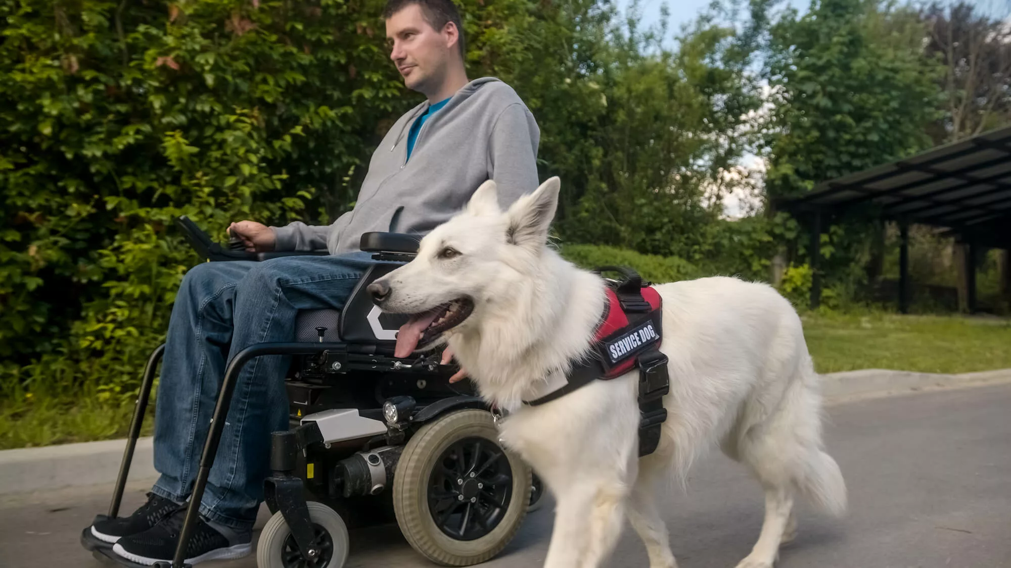 usa-dog-training-camp-louisville-service-dog-hero (1) A white service dog walking next to a man in a wheelchair
