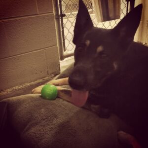 A closeup image of a German Shepherd laying on a bed with a tennis ball