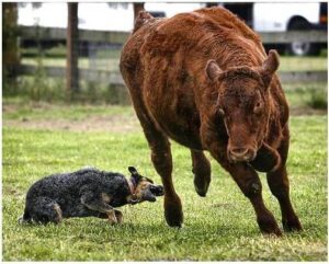 A dog chasing a bull