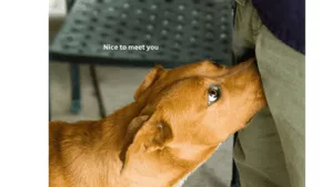 A dog with it's nose buried in somebody's lap and "Nice to meet you" in captions