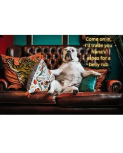 A dog sitting on a couch with "Come on in, I'll trade you nana's ashes for a belly rub" in captions.