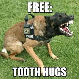 A snarling protective dog wearing an army harness