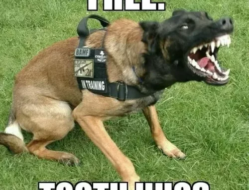 Instinctive Protection Training