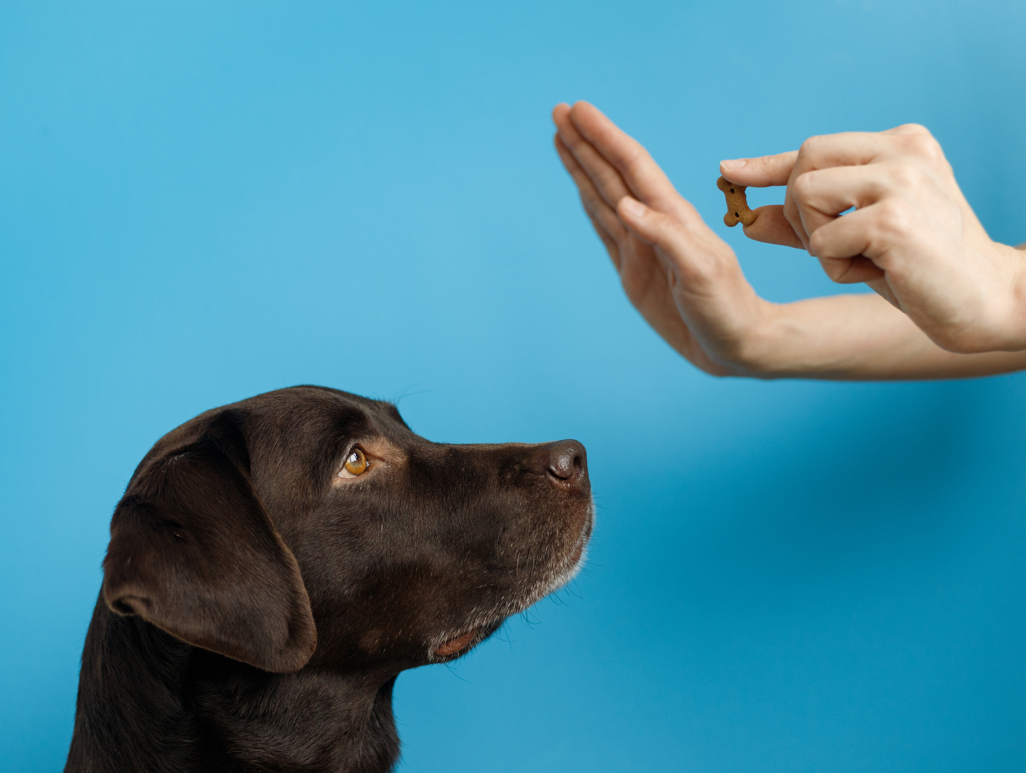 Close up of a female trainer's hand, holding a treat, while giving the command to "stay" to a black lab for Best-Dog-Training-in-Louisville blog.