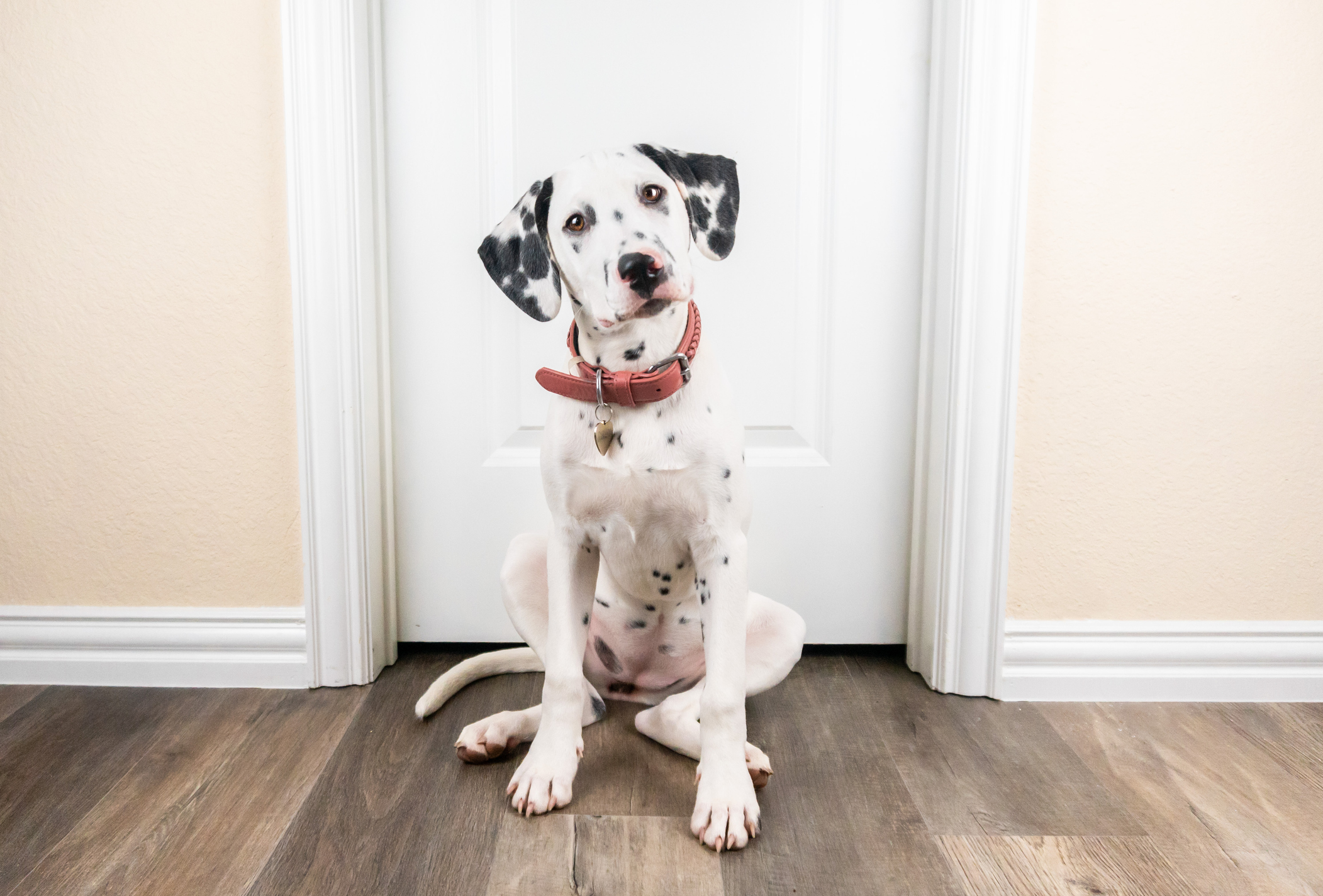 A Dalmatian puppy is ready for training for board-train-vs-private-lessons blog.